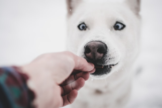 A beautiful healthy white dog receiving a CBD Treat from its owner.